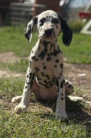 Dalmata