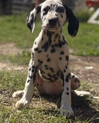 Dalmata