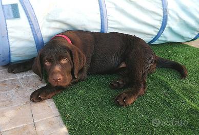 Labrador femminuccia colore chocolate disponibile