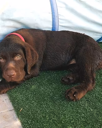Labrador femminuccia colore chocolate disponibile