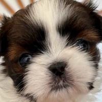 Shihtzu bambolina toy cucciola