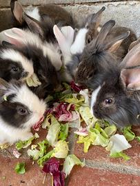 Coniglio testa di leone