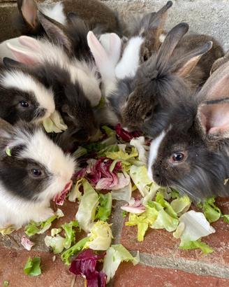 Coniglio testa di leone