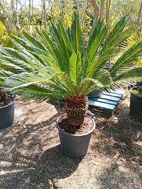 piante di cycas revoluta