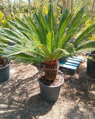 piante di cycas revoluta