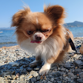 Chihuahua a pelo lungo per monta