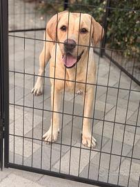 Labrador pedigree