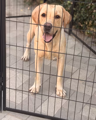 Labrador pedigree