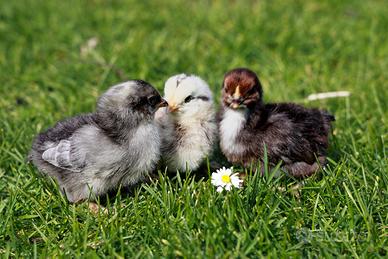 Pulcini collo nudo e ovaiole