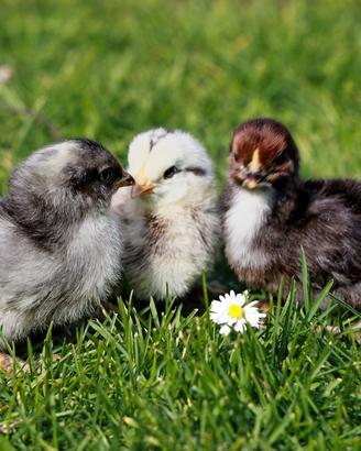 Pulcini collo nudo e ovaiole