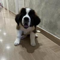 Cuccioli di san bernardo