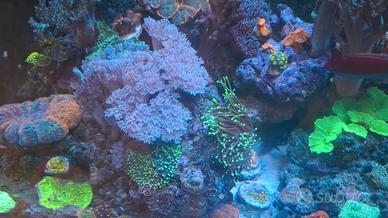 Talee xenia pumping