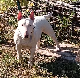 Bull Terrier