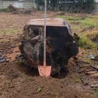 Abbattimento piante,taglio alberi caduti.