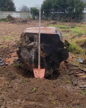 Abbattimento piante,taglio alberi caduti.