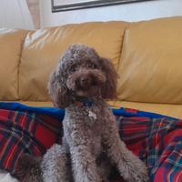 Disponibile barboncino da monta