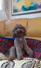 Disponibile barboncino da monta