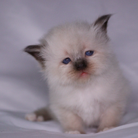 Cuccioli Sacro di Birmania