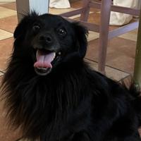 Cucciolo trovato in strada