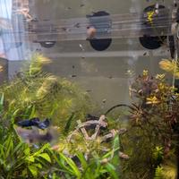 Avannotti di Guppy nati in acquario - Zona Schio