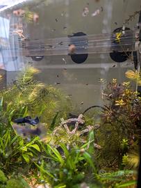 Avannotti di Guppy nati in acquario - Zona Schio