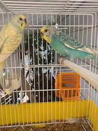 Coppia riproduttiva cocoriti