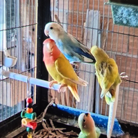 Pappagalli inseparabili