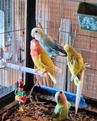 Pappagalli inseparabili
