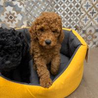 Barboni nani cuccioli