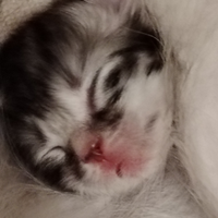 Gattino Siberiano con pedigree