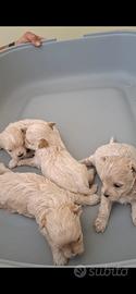 MALTIPOO PAGA CON 12 comode rate