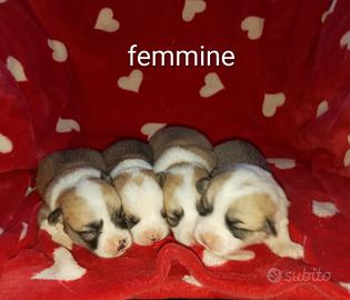 Welsh Corgi Pembroke cuccioli
