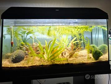Acquario 60 l + accessori e piante 