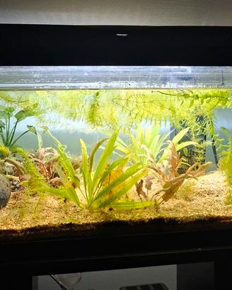 Acquario 60 l + accessori e piante 
