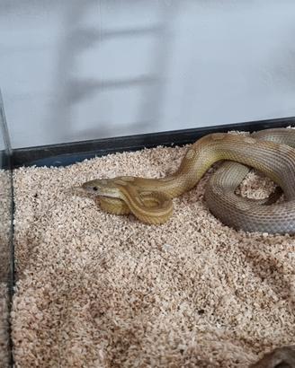 Serpente di grano