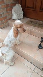 Cocker spaniel Inglese pedigree ENCI