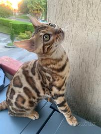 Gatto bengala maschio per accoppiamento