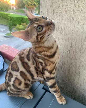 Gatto bengala maschio per accoppiamento