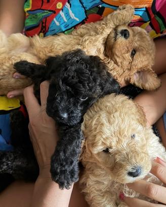 Cuccioli barboncino toy