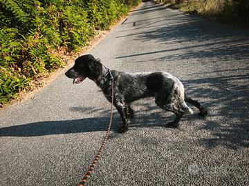 setter inglese 