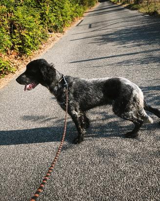 setter inglese 