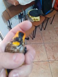 Cardellino