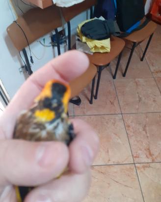 Cardellino