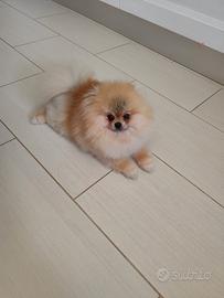 Spitz tedesco con pedigree ENCI