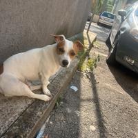 Jack russel maschio C monta