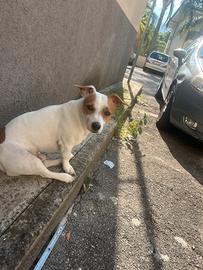 Jack russel maschio C monta