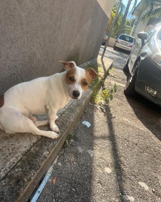 Jack russel maschio C monta
