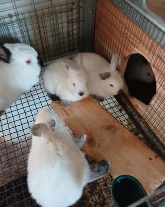 Conigli razza California