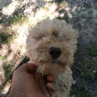 Lagotto da tartufo