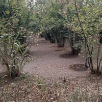 Noccioleto pianeggiante 18600 mq